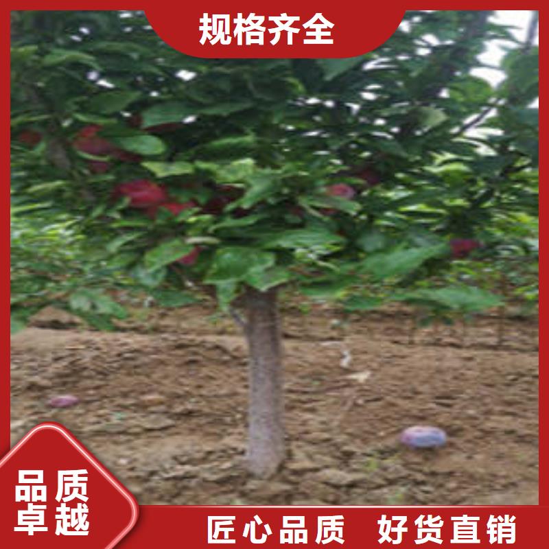 李子苗全国包邮
