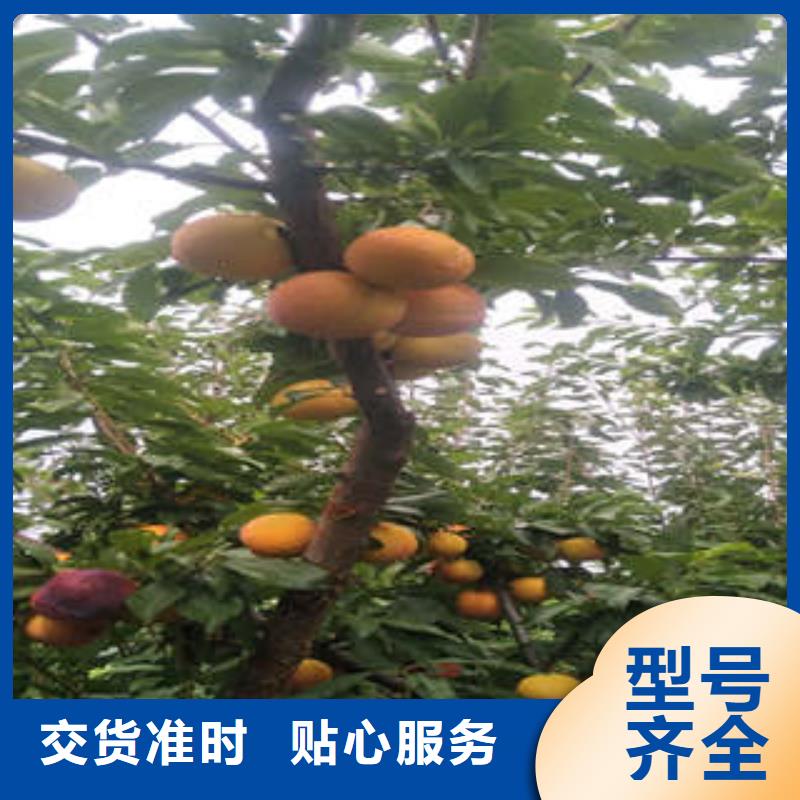 李子苗-诚信为本