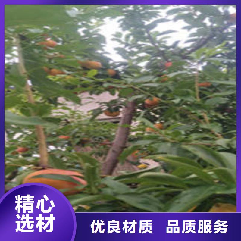 专业生产制造李子苗的厂家