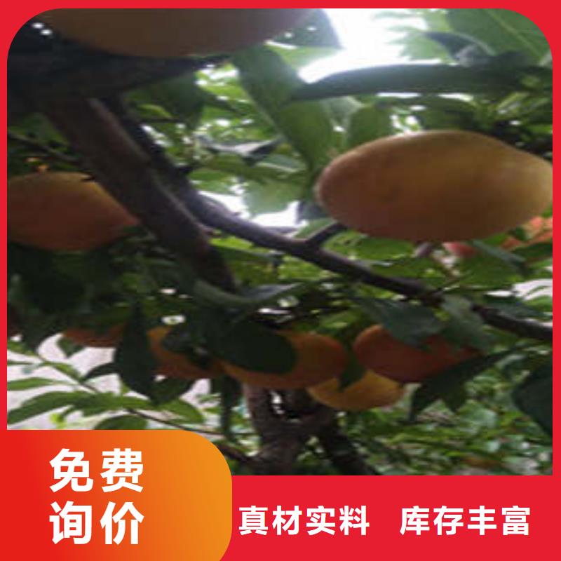 李子苗销售报价