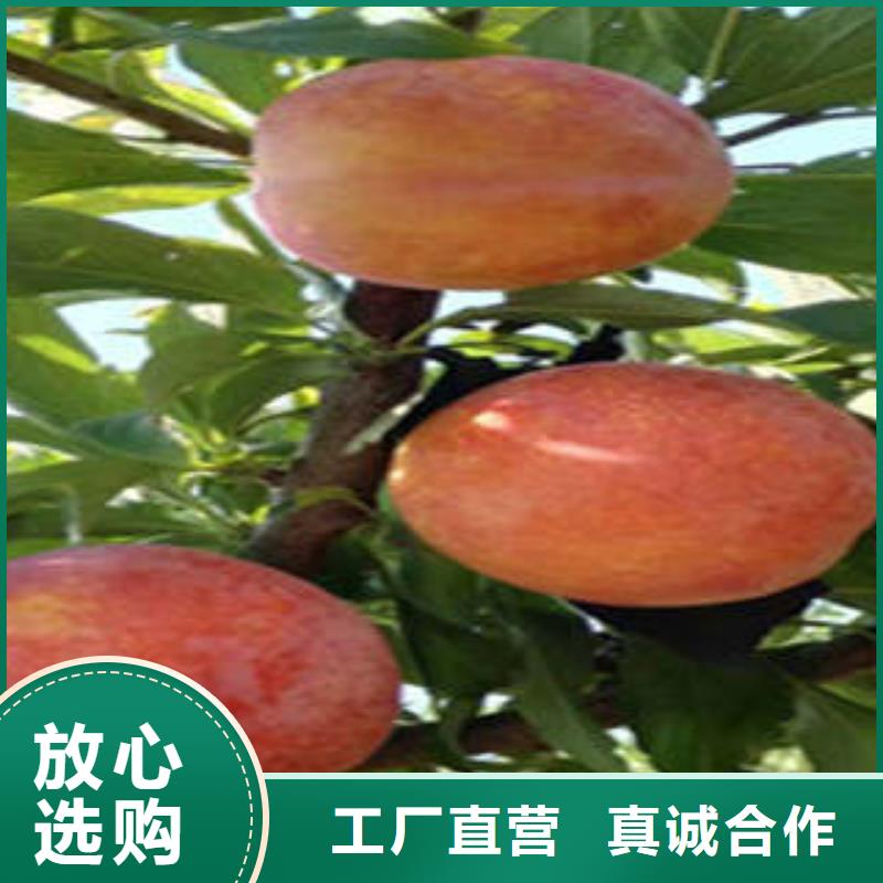 靠谱的李子苗经销商