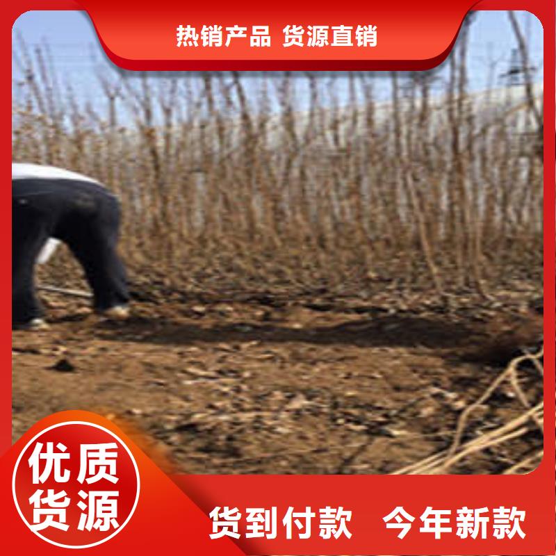 李子苗供应商可定制