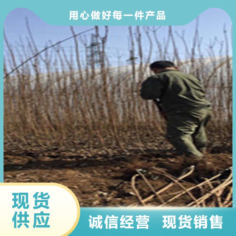 李子苗优质货源