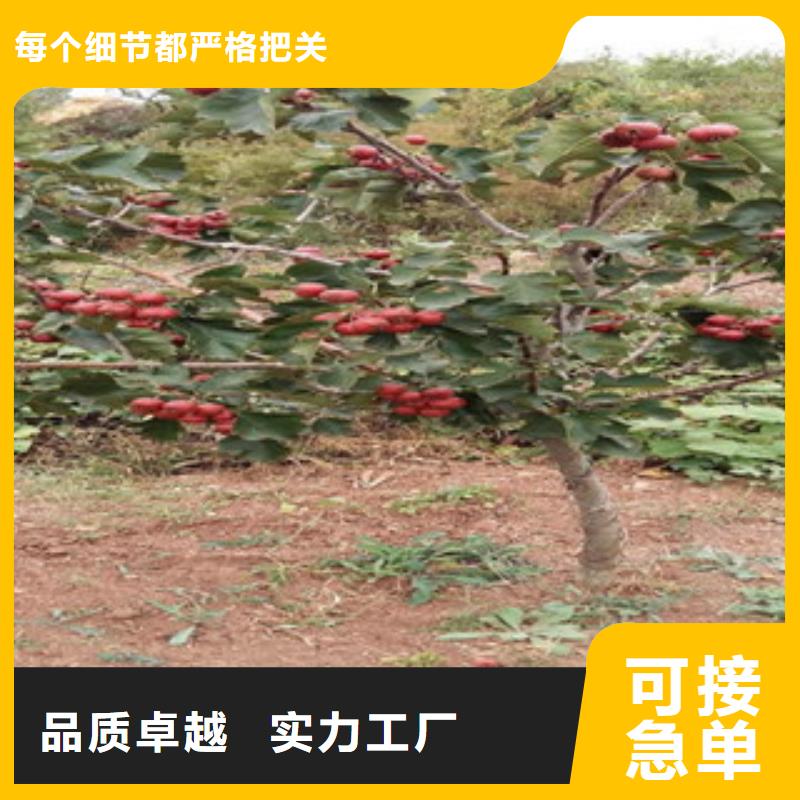 山楂苗就近仓库发车