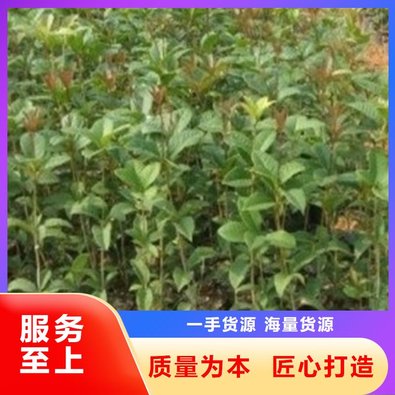 注重山楂苗质量的生产厂家
