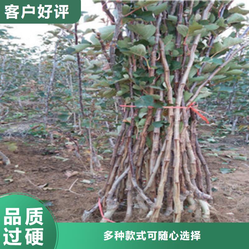 山楂苗制作公司