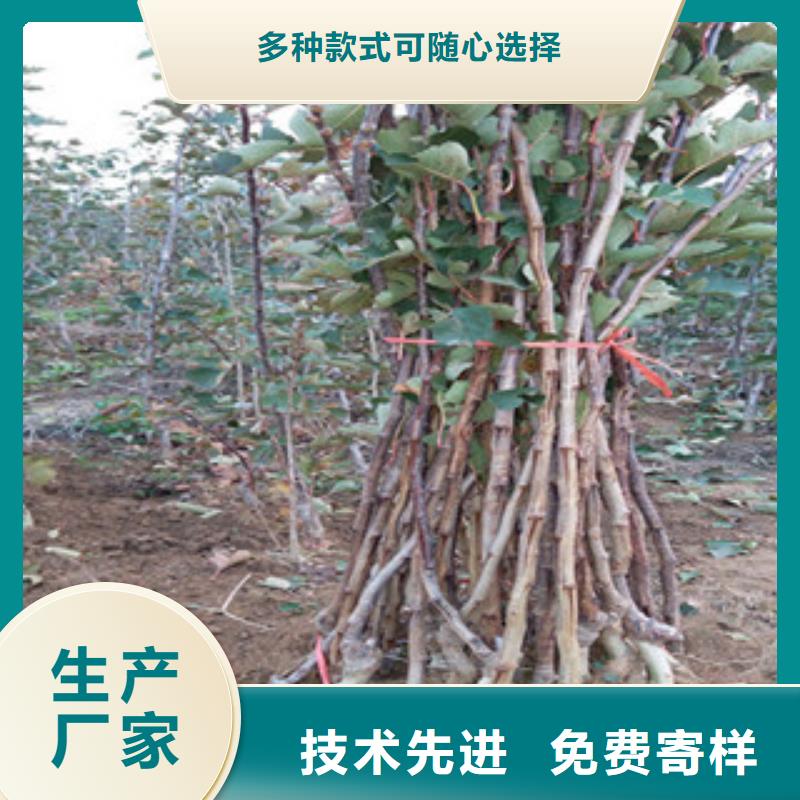 可定制的山楂苗厂家