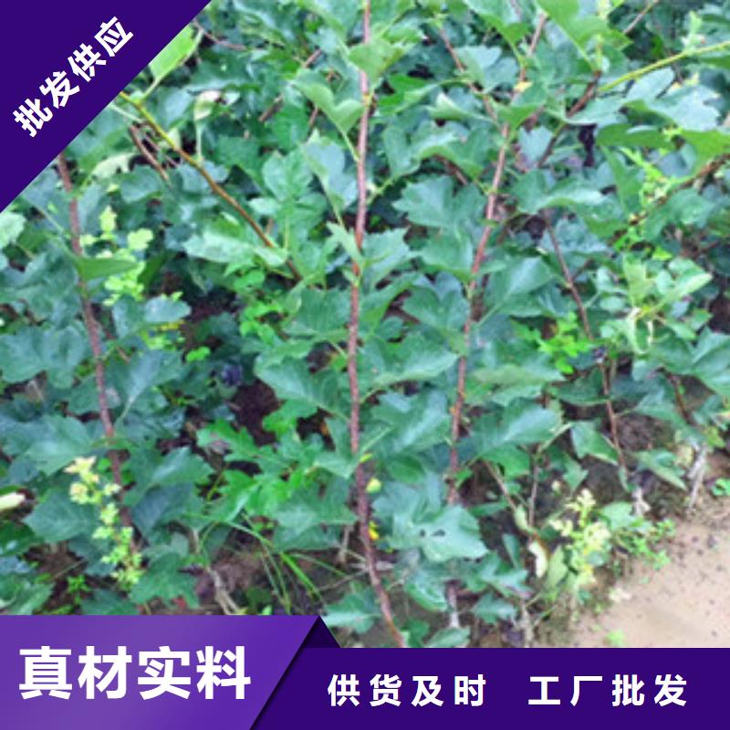 山楂苗大厂家才可靠