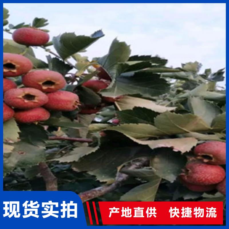 山楂苗批发零售
