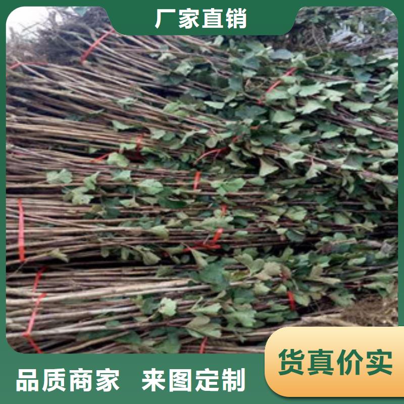 山楂苗-欢迎新老客户实地考察
