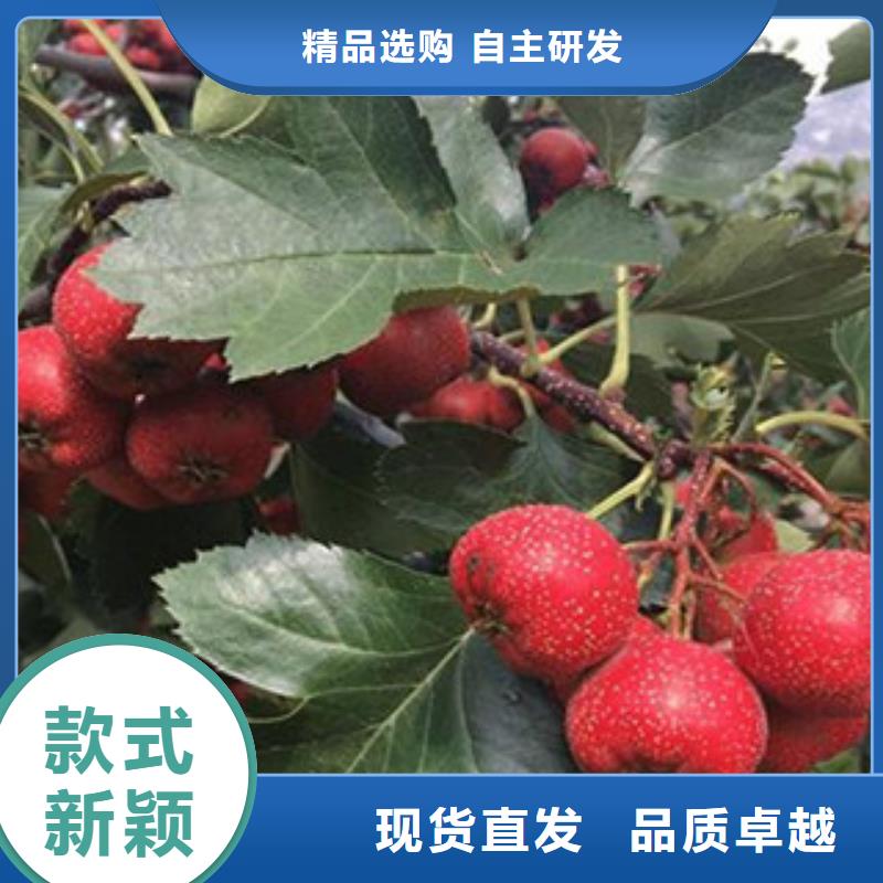 山楂苗规格全可满足不同需求