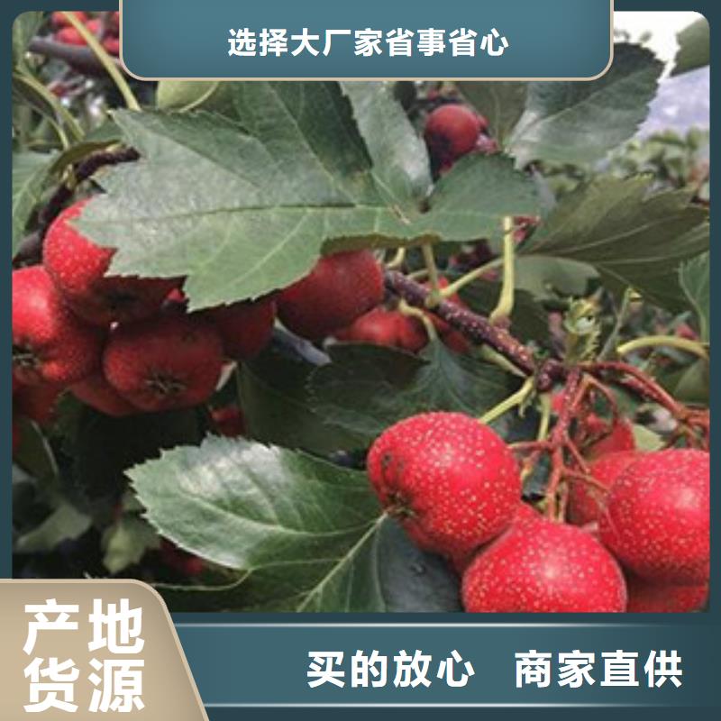 山楂苗-山楂苗可定制