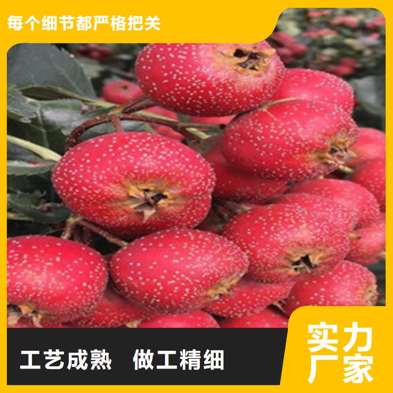 山楂苗-山楂苗质量可靠