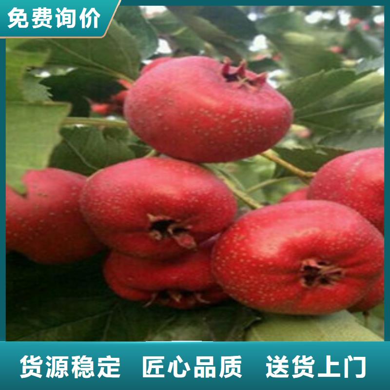 山楂苗货到付款厂家