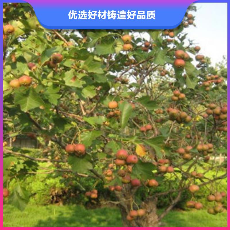 山楂苗厂家制造生产