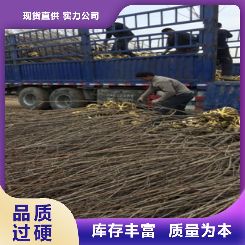 山楂苗规格全可满足不同需求