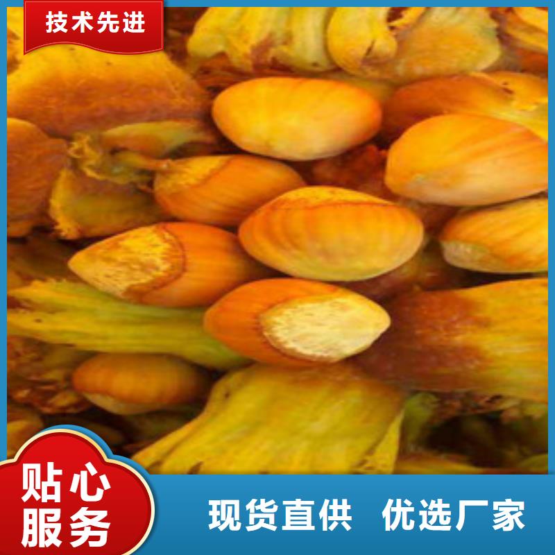 买榛子苗必看-厂家直销自有生产工厂