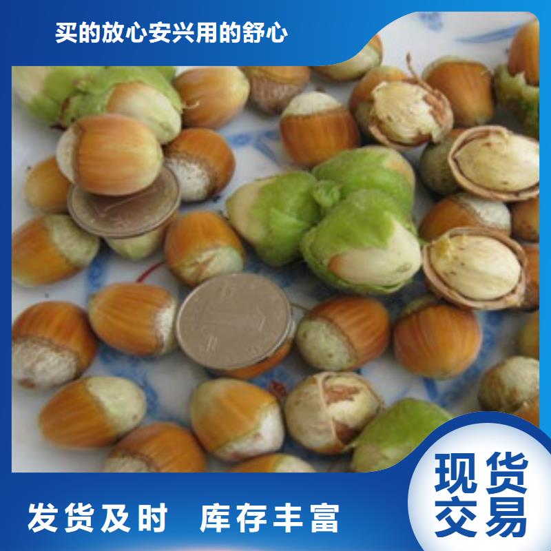 榛子苗不满意可退货本地生产厂家