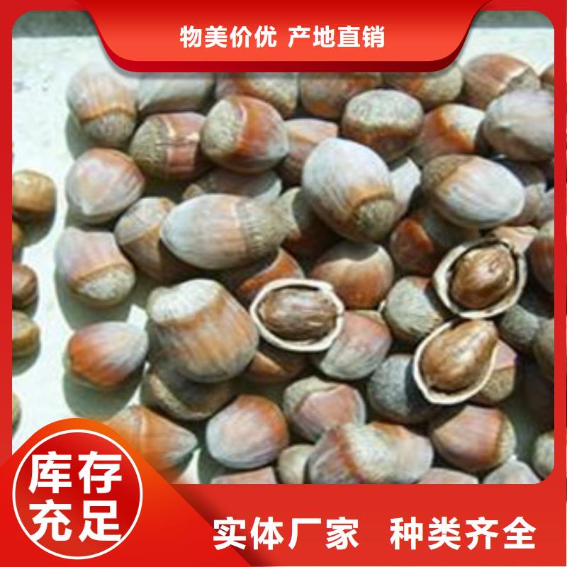 榛子苗厂家品质优选