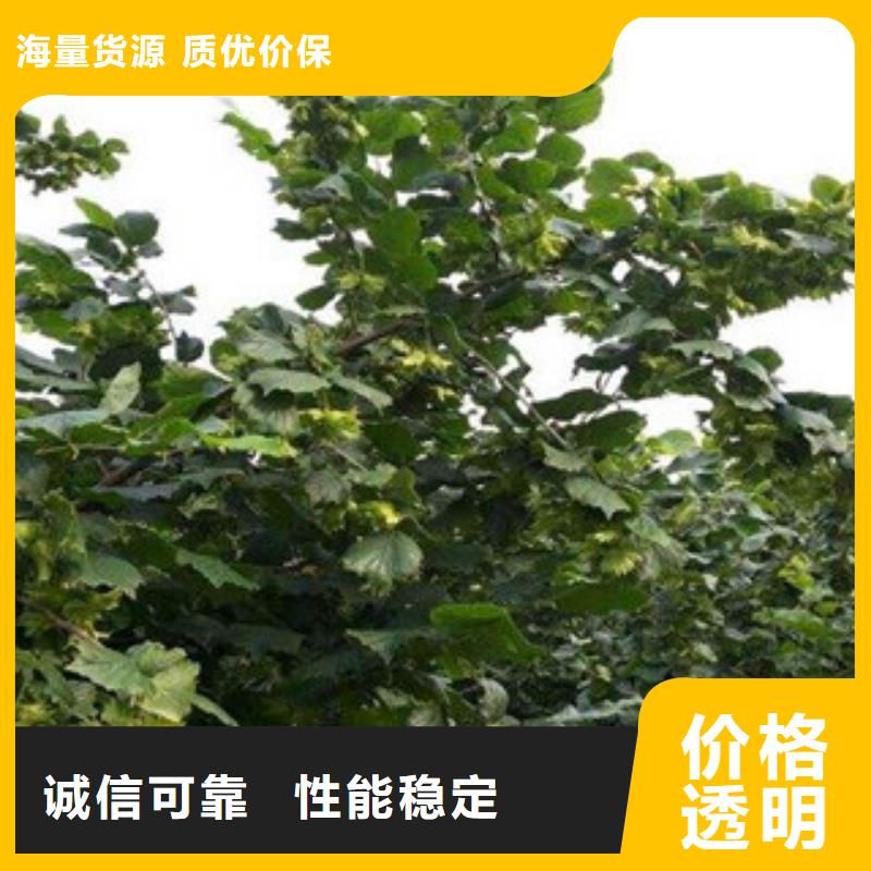 批发榛子苗价格厂家大量现货