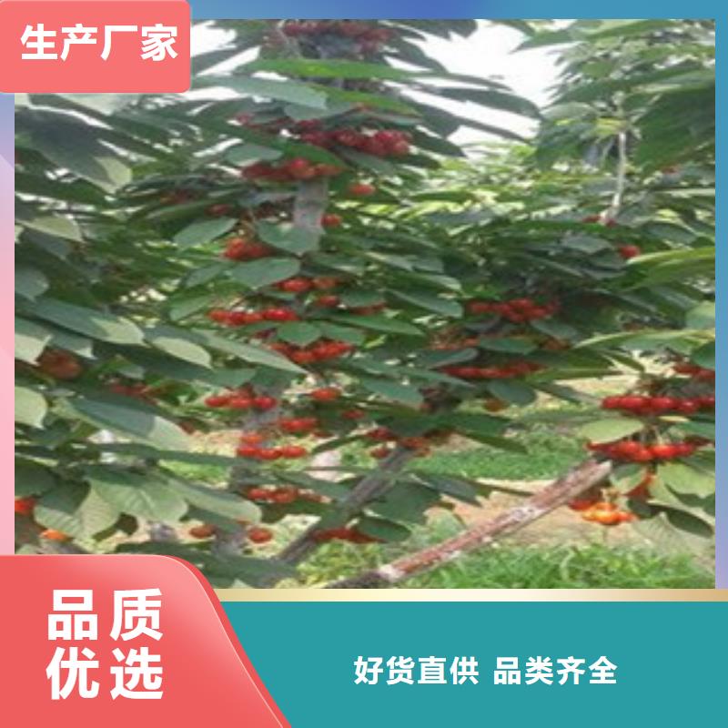 樱桃苗、樱桃苗生产厂家-诚信经营生产厂家