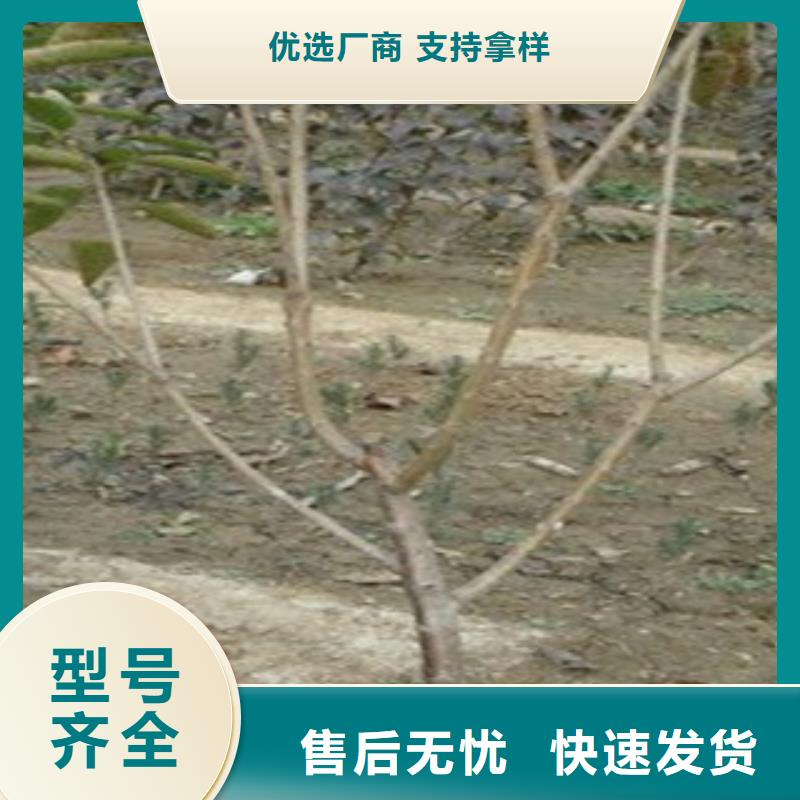 销售樱桃苗_精选厂家从源头保证品质