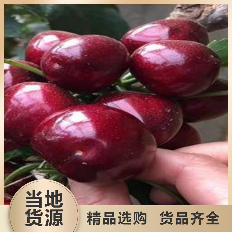 樱桃苗、樱桃苗现货直销产地源头好货