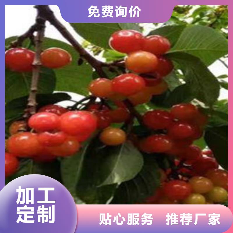 樱桃苗用专业让客户省心客户信赖的厂家