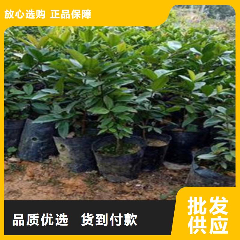 优质樱桃苗生产厂家当地品牌