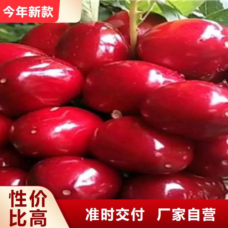 樱桃苗知识敢与同行比服务