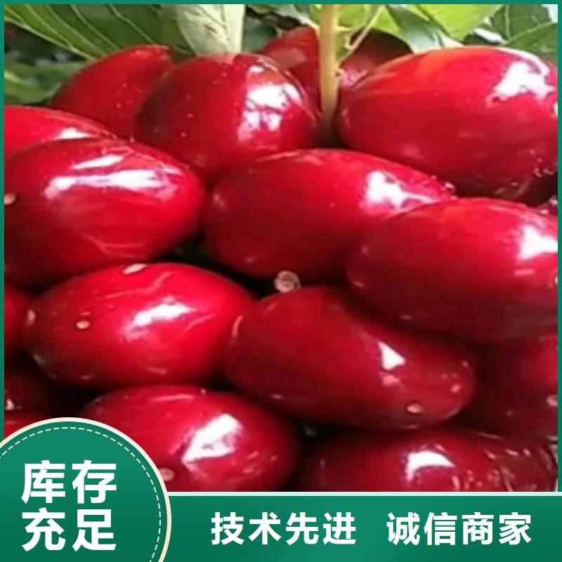 樱桃苗源头厂家价格优惠本地服务商