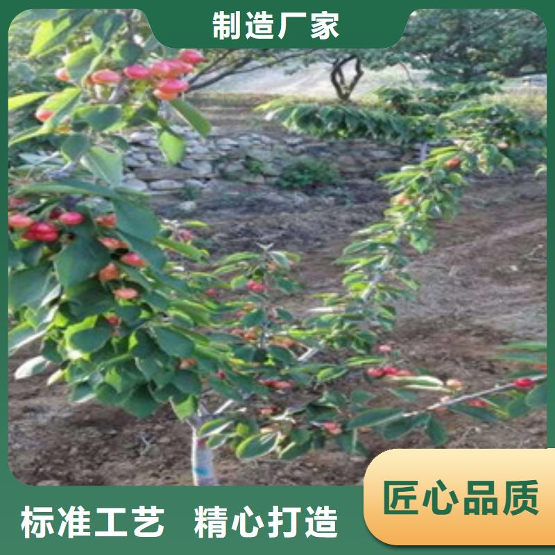 樱桃苗_樱桃苗现货直发您身边的厂家