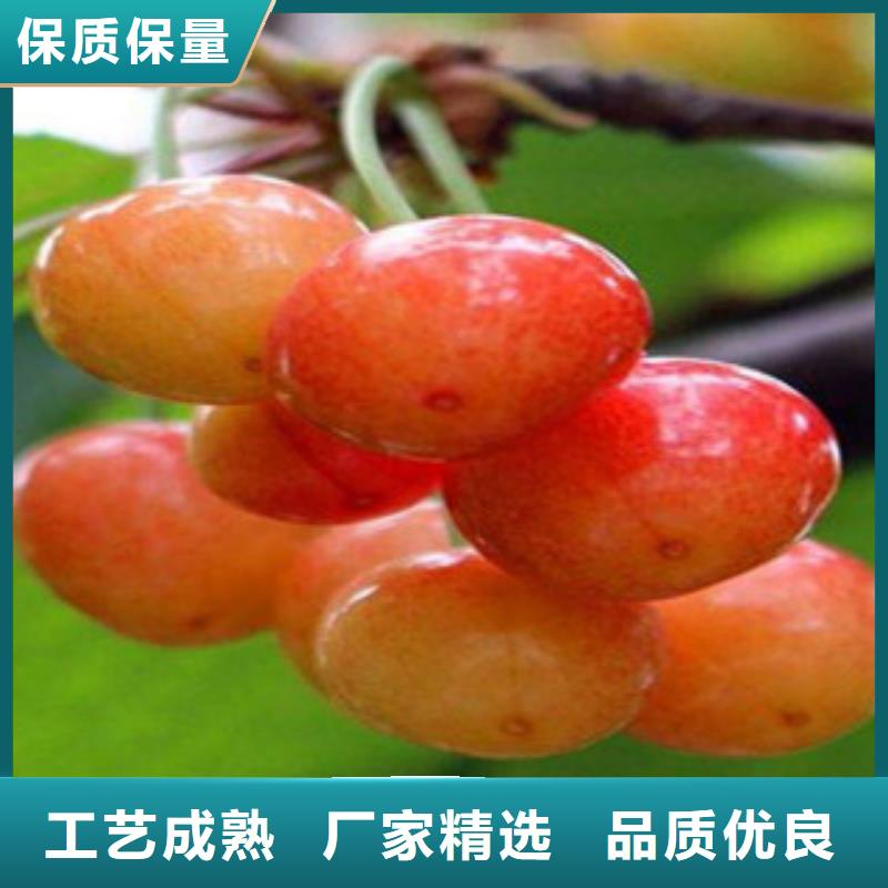 经验丰富的樱桃苗厂家本地生产商