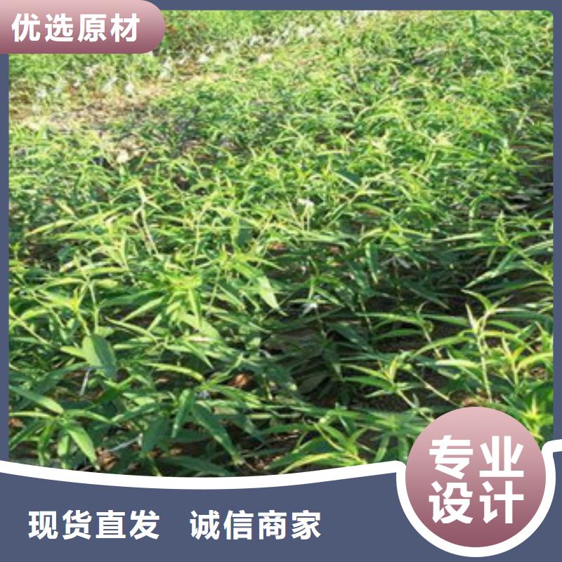 桃树苗-桃树苗大型厂家