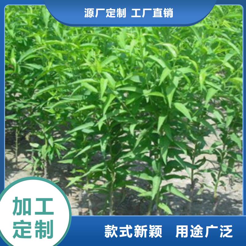 桃树苗加工效果好