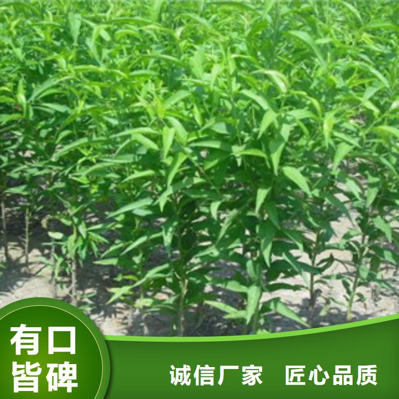 桃树苗-桃树苗大型厂家