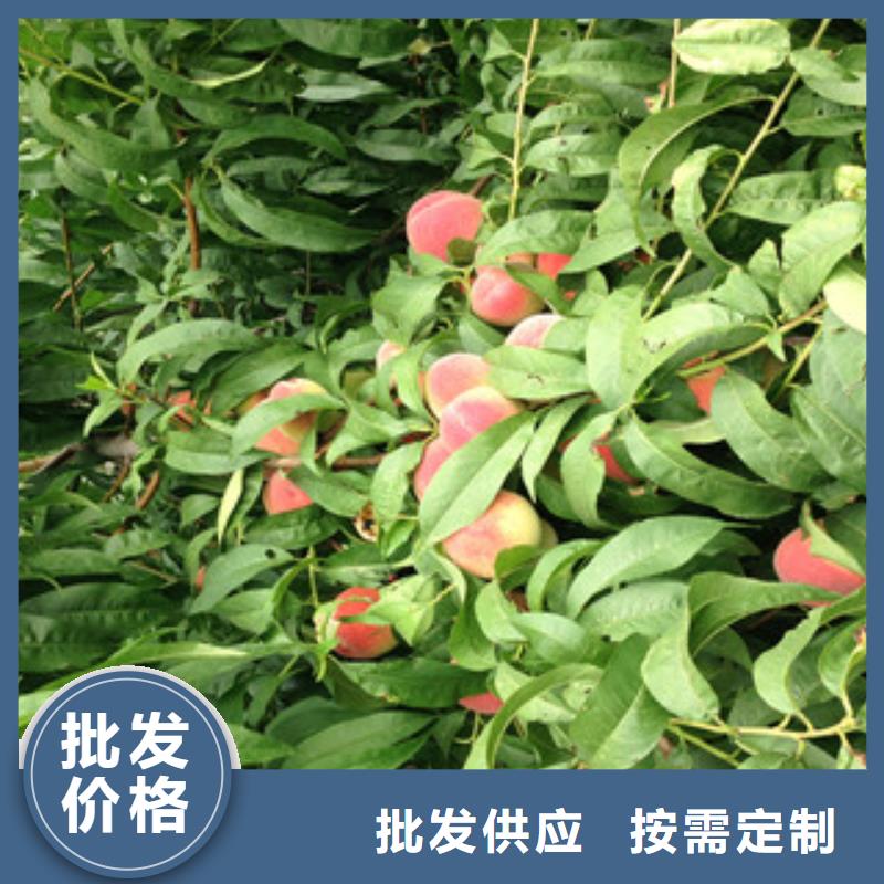 桃树苗批发价格