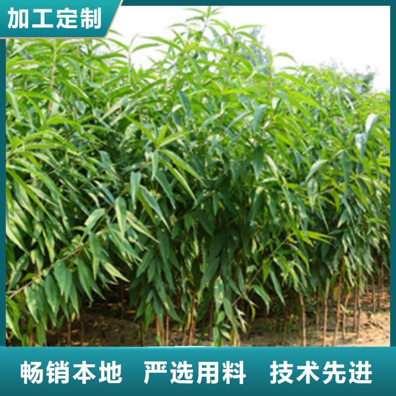 桃树苗-桃树苗售后保证