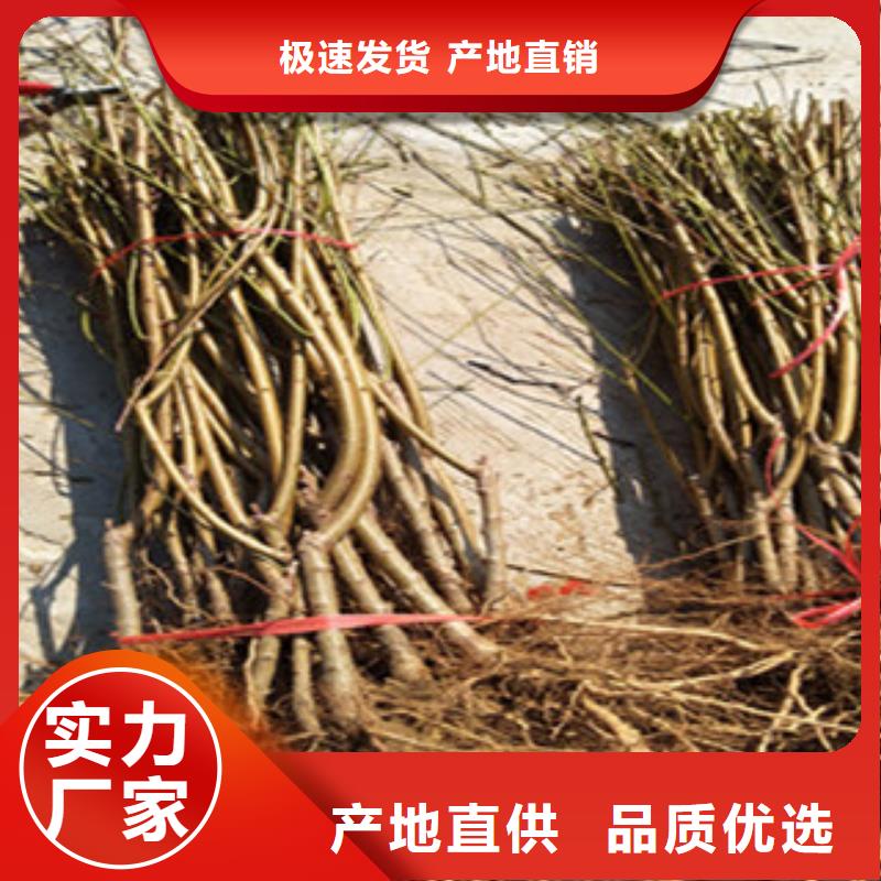 桃树苗免费寄样