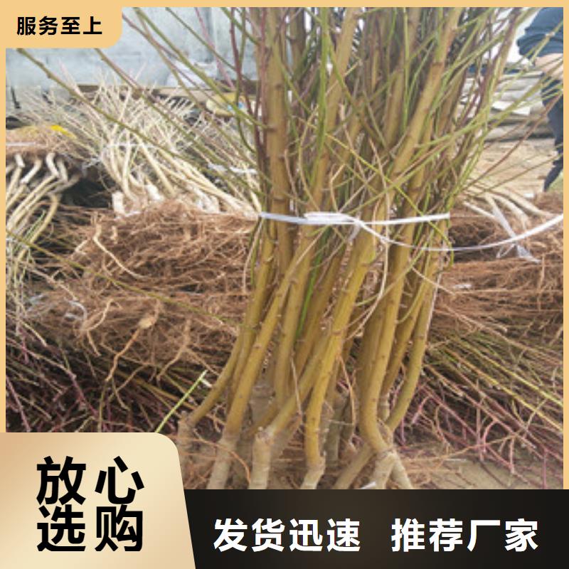 桃树苗公司介绍