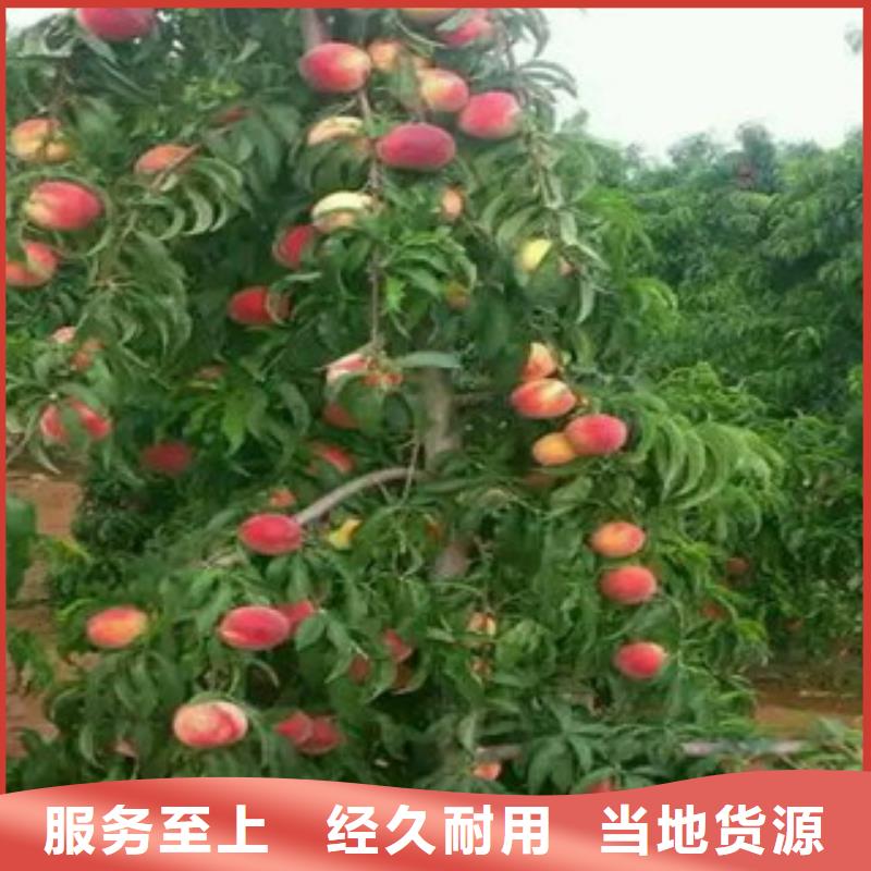 诚信经营桃树苗厂家