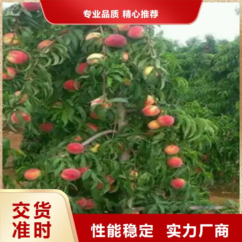 甄选：桃树苗厂家