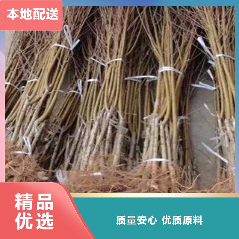 桃树苗-桃树苗质优价廉