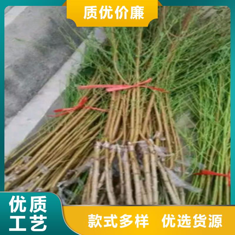 定制桃树苗_厂家/供应