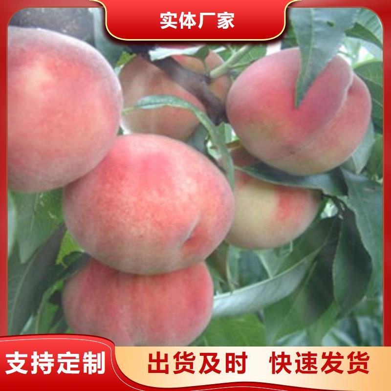 桃树苗免费寄样