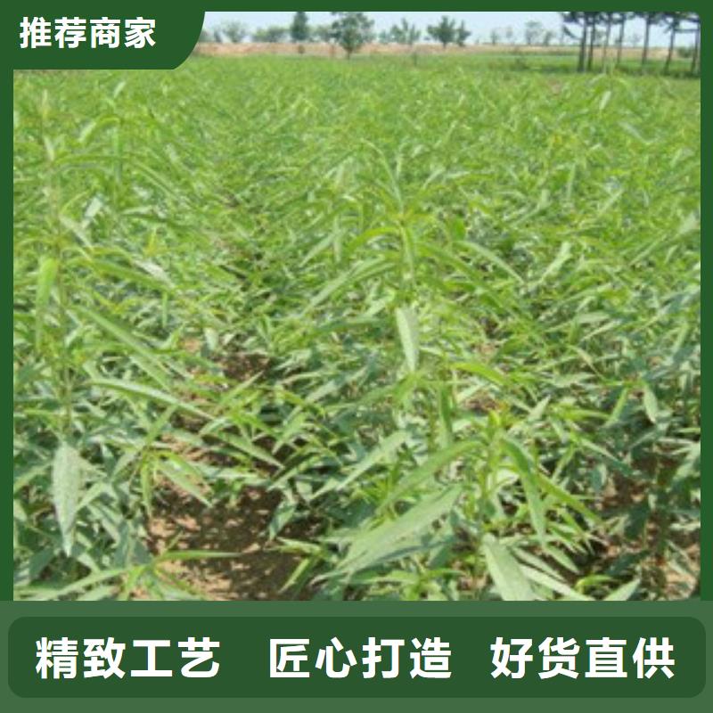 桃树苗-品质看得见