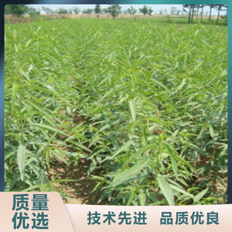 #桃树苗#-价格透明
