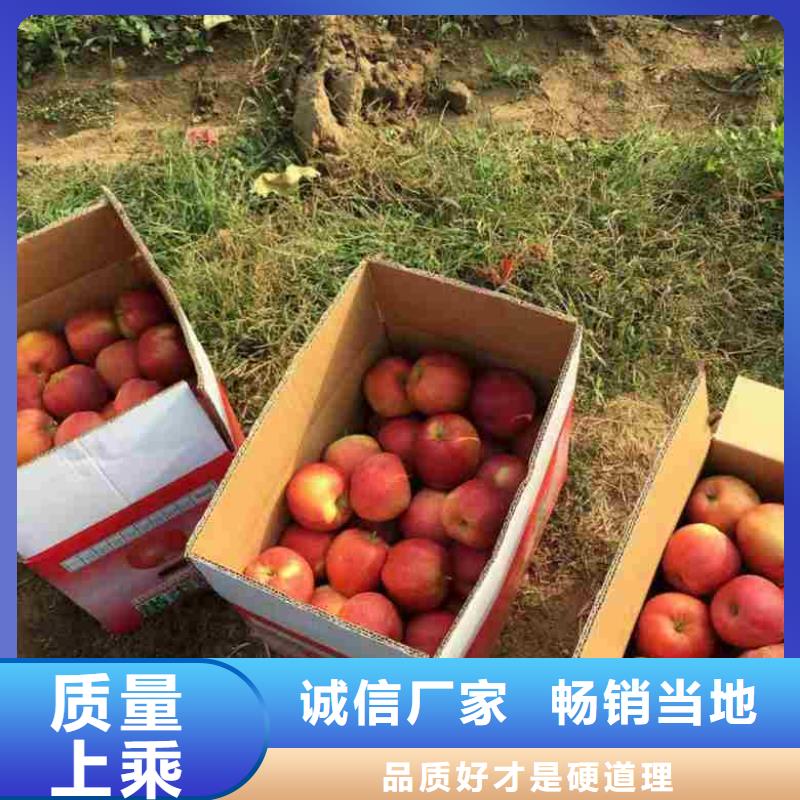 现货供应苹果苗_厂家
