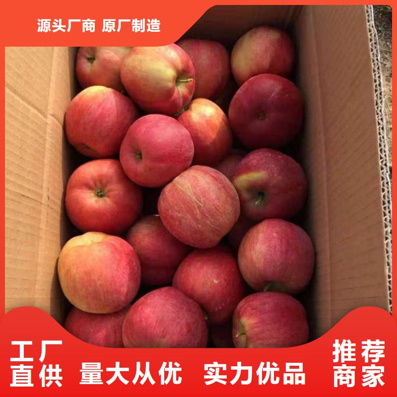 苹果苗供应商 苹果苗厂家