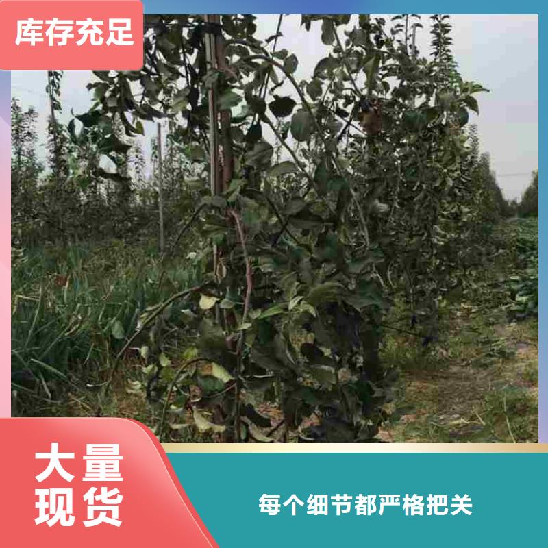 苹果苗基本介绍